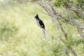 Kruger National Park