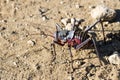 Kruger National Park: Libanasidus vittatus, , Bradyporinae