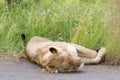 Kruger National Park:  lioness injured in fight lying in road Royalty Free Stock Photo