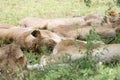 Kruger National Park: lions sleeping Royalty Free Stock Photo