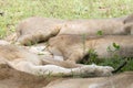 Kruger National Park: lions sleeping Royalty Free Stock Photo