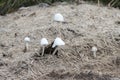Kruger National Park: mushrooms growing in elephant dung Royalty Free Stock Photo