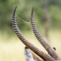 Kruger National Park; waterbuck and spider web