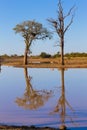 Kruger National Park, reflections on lake Royalty Free Stock Photo