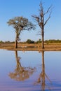 Kruger National Park, reflections on lake Royalty Free Stock Photo