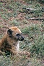 Kruger National Park safari, Close up portrait spotted hyena looking at camera, animal in natural habitat, South Africa Royalty Free Stock Photo