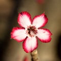 Kruger National Park: Impala Lily close up Royalty Free Stock Photo