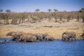 Herd of African elephants Loxodonta africana at a waterhole. Royalty Free Stock Photo