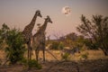 Kruger National Park, South Africa- JULY 2019: Herd of giraffes Giraffa camelopardalis during the rising of the full moon Royalty Free Stock Photo
