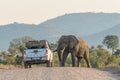 Vehicle reversing away from an african elephant in a road