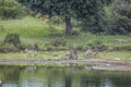 Kruger National park, South Africa Royalty Free Stock Photo