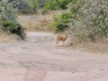KRUGER NATIONAL PARK, SOUTH AFRICA - Steenbok, a small antelope.