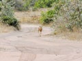 KRUGER NATIONAL PARK, SOUTH AFRICA - Steenbok, a small antelope. Royalty Free Stock Photo