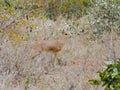 KRUGER NATIONAL PARK, SOUTH AFRICA - Steenbok, a small antelope. Royalty Free Stock Photo