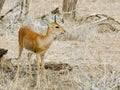 KRUGER NATIONAL PARK, SOUTH AFRICA - Steenbok, a small antelope. Royalty Free Stock Photo