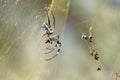 Kruger National Park: spider web Royalty Free Stock Photo