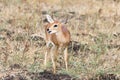 Kruger National Park: Steenbok, Raphicerus campestris