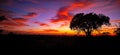 Kruger National Park Sunrise 2023 Royalty Free Stock Photo