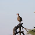 Kruger National Park: Swainson`s Spurfowl