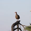 Kruger National Park: Swainson`s Spurfowl Royalty Free Stock Photo