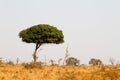 Kruger National Park: Tree browsed by giraffe