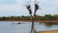 Kruger National Park water hole Royalty Free Stock Photo