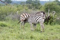 Kruger National Park:  zebra foal drinking from mother Royalty Free Stock Photo