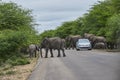 Herd of African elephants, Loxodonta, casually walking along a road