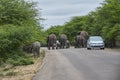 Herd of African elephants, Loxodonta, casually walking along a road