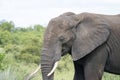 Kruger Park: elephant Royalty Free Stock Photo