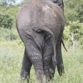 Kruger Park: elephant Royalty Free Stock Photo