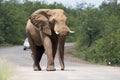Kruger Park: elephant Royalty Free Stock Photo