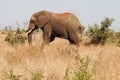 Kruger park South Africa: African elephants Royalty Free Stock Photo