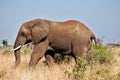 Kruger park South Africa: African elephants Royalty Free Stock Photo