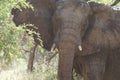 Elephant almost attacking to protect baby