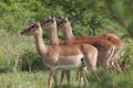 Impala (Aepyceros melampus)