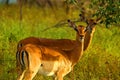 Impala (Aepyceros melampus)