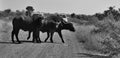 Buffalos crossing a road in front a tourist car