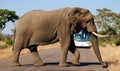 Elephant crossing a road in front a tourist bus