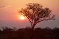 Kruger Park Sunrise Royalty Free Stock Photo