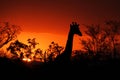 Kruger Sunset with Giraffe Royalty Free Stock Photo