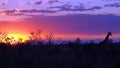 Kruger Sunset with Giraffe Royalty Free Stock Photo