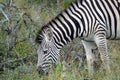 Kruger Zebra Royalty Free Stock Photo