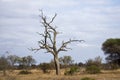 Krugerpark, South-Africa