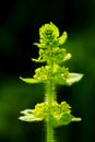 Kruisbladwalstro, Crosswort, Cruciata laevipes Royalty Free Stock Photo