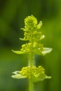 Kruisbladwalstro, Crosswort, Cruciata laevipes Royalty Free Stock Photo