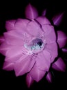 Krushna lotus flower glamorous Royalty Free Stock Photo