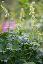 Krylova`s Monkshood, Aconitum krylovii, creamy white flowers