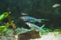 Kryptopterus bicirrhis or asian glass catfish close-up