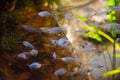 Kryptopterus vitreolus or glass catfish Royalty Free Stock Photo